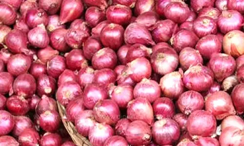 குண்டடம் பகுதியில் சின்னவெங்காய சாகுபடியில் விவசாயிகள் தீவிரம்