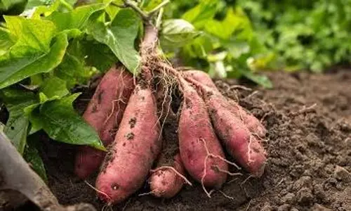 கிலோ ரூ.30க்கு விற்கப்பட்ட சர்க்கரை வள்ளி கிழங்கு