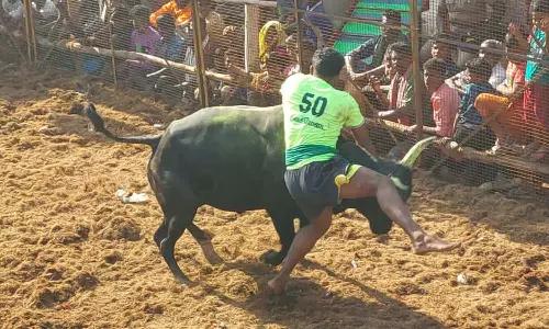 தவசிமடையில் ஜல்லிக்கட்டு சீறிப்பாய்ந்த காளைகளை போட்டி போட்டு அடக்கிய வீரர்கள்