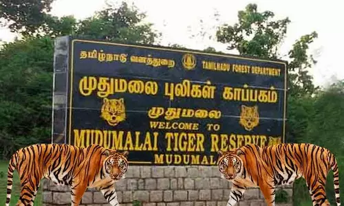 முதுமலை புலிகள் காப்பகத்தில் 100 கிலோ மீட்டர் தூரம் தீத்தடுப்பு கோடுகள் அமைக்கும் பணி