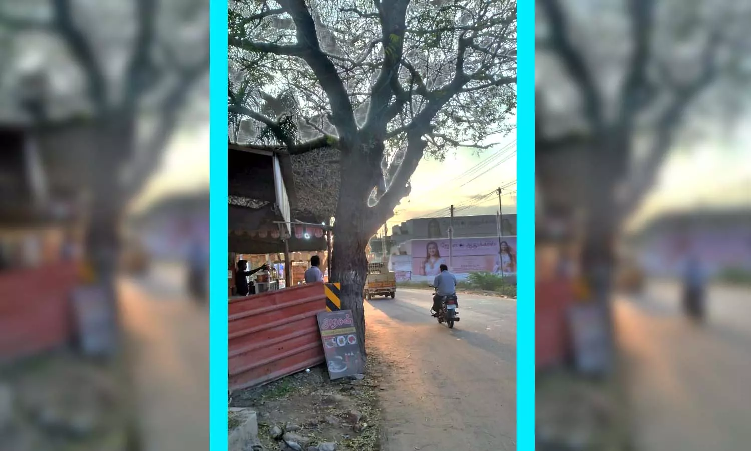 டவுன் கோடீஸ்வரன்நகரில் விரிவாக்க பணியால் சாலைக்குள் புகுந்த மரம் - கிளைகளை வெட்டக்கோரி கலெக்டர் அலுவலகத்தில் மனு