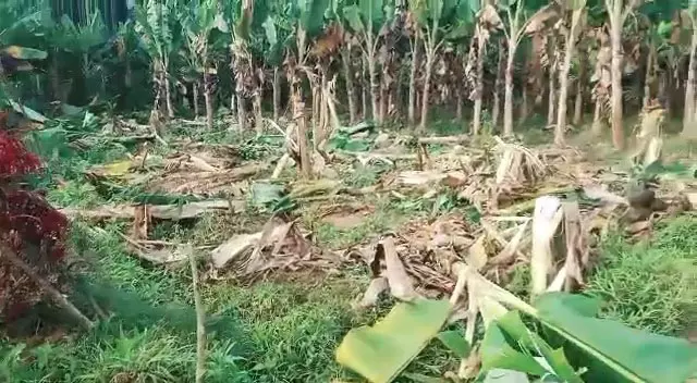 தேன் வயலில் வாழை, பாகற்காய் தோட்டங்களை சேதப்படுத்திய யானைகள்