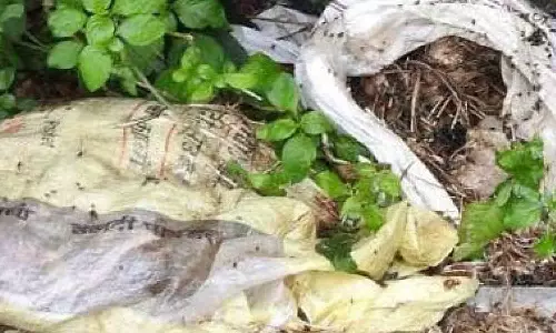 பல்லடம் அருகே குட்டையில் வீசப்படும் கோழிக்கழிவுகள்