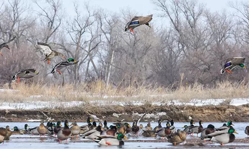 நெமிலிச்சேரி-தையூர் ஏரிகளில் ஆயிரக்கணக்கில் குவிந்த வெளிநாட்டு வாத்துக்கள்: பறவை ஆர்வலர்கள் வியப்பு
