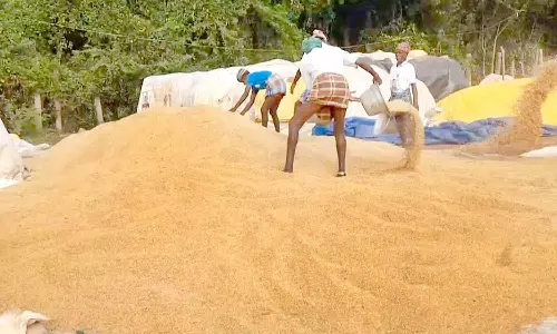 நடப்பாண்டில் 4.66 லட்சம் மெட்ரிக் டன் நெல் கொள்முதல்