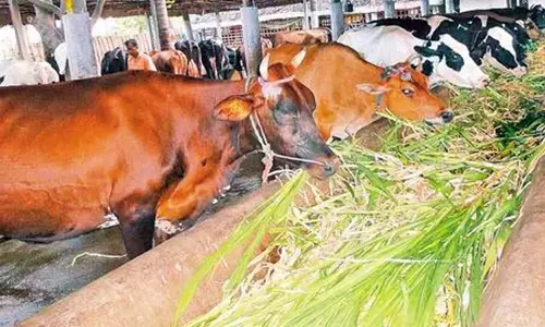 டெல்டா மாவட்டங்களில் கால்நடை பட்டி அமைக்க கோரிக்கை