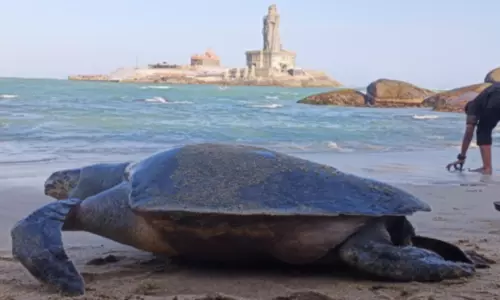 கன்னியாகுமரி முக்கடல் சங்கமத்தில் இறந்த நிலையில் கரை ஒதுங்கிய ராட்சத கடல் ஆமை