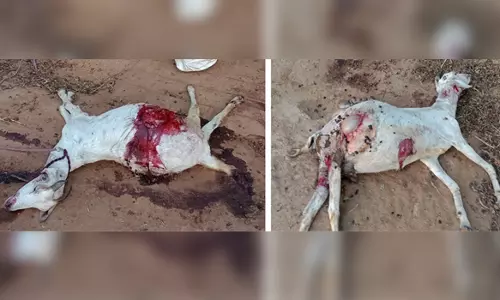 வெறிநாய் கடித்து 7 ஆடுகள் பலி