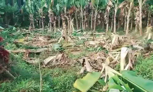 தேன் வயலில் வாழை, பாகற்காய் தோட்டங்களை சேதப்படுத்திய யானைகள்