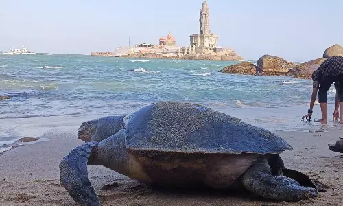 கன்னியாகுமரி முக்கடல் சங்கமத்தில் இறந்த நிலையில் கரை ஒதுங்கிய ராட்சத கடல் ஆமை