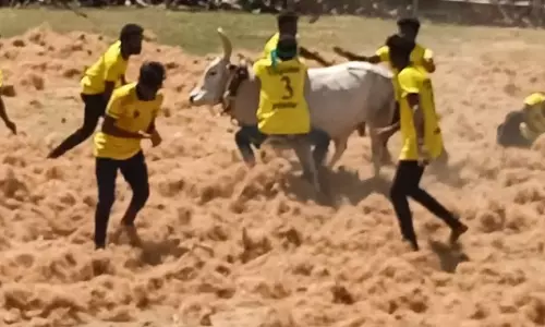 மஞ்சுவிரட்டு போட்டி