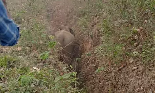 குட்டியுடன் அகழிக்குள் விழுந்த தாய் யானை- 1 மணி நேரத்திற்கு பின் வனத்துறையினர் மீட்டனர்