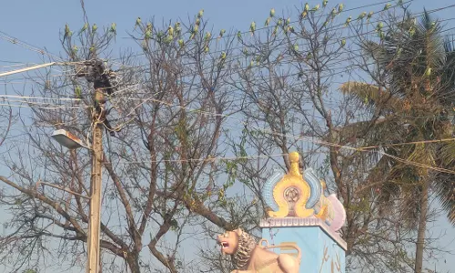 இலைகள் உதிர்ந்த மரத்தில் குவிந்த கிளிகள்