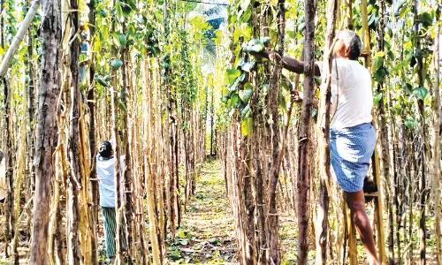 வெற்றிலை விலை உயர்வால் விவசாயிகள் மகிழ்ச்சி