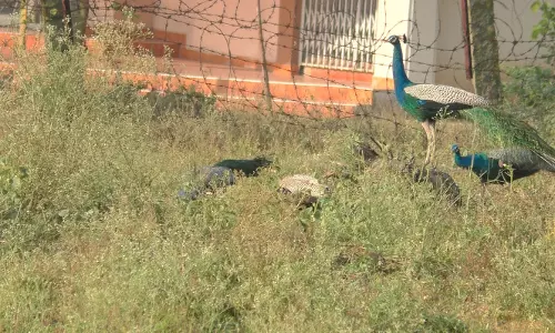 தருமபுரி நகர பகுதிகளுக்குள் உணவு தேடி வரும் மயில் கூட்டங்கள்