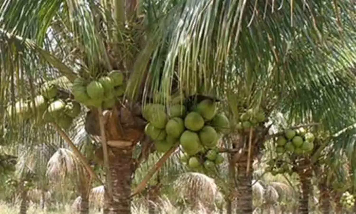 கோடை கால வெப்பத்தை தணிக்க நீரா விற்பனையை ஊக்கப்படுத்த வேண்டும் - விவசாயிகள் வலியுறுத்தல் கோடை கால வெப்பத்தை தணிக்க நீரா விற்பனையை ஊக்கப்படுத்த வேண்டும் - விவசாயிகள் வலியுறுத்தல்