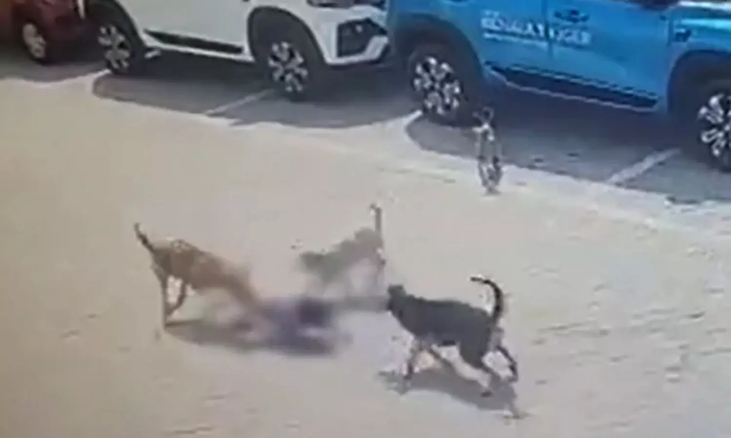 சுற்றி வளைத்து கடித்து குதறிய தெரு நாய்கள்- துடிதுடித்து உயிரிழந்த 5 வயது சிறுவன் சுற்றி வளைத்து கடித்து குதறிய தெரு நாய்கள்- துடிதுடித்து உயிரிழந்த 5 வயது சிறுவன்