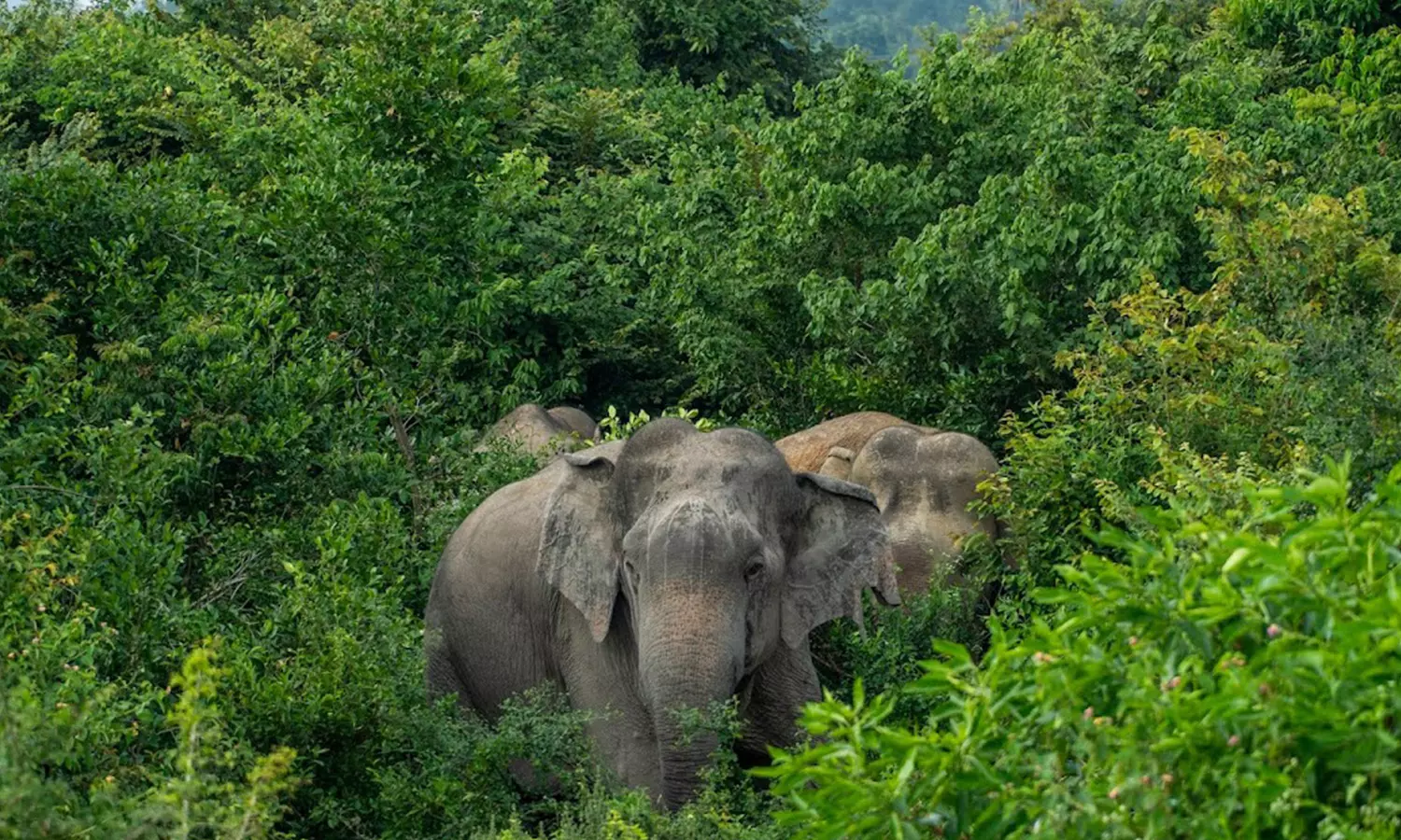 ஏரியில் உல்லாச குளியல் போட்ட யானைகள் ஏரியில் உல்லாச குளியல் போட்ட யானைகள்