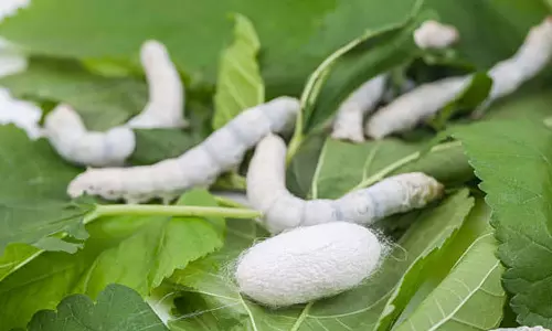 இ-மார்க்கெட் மூலம் பட்டுக்கூடு பொது ஏலம் - விவசாயிகள்  எதிர்பார்ப்பு