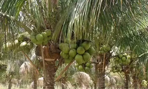 கோடை கால வெப்பத்தை தணிக்க நீரா  விற்பனையை  ஊக்கப்படுத்த வேண்டும் - விவசாயிகள் வலியுறுத்தல்