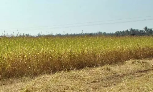 பருவ கால மாற்றத்தால் கால்நடை தீவன உற்பத்தி பாதிப்பு