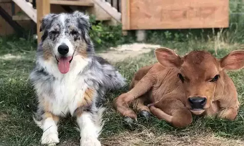 காங்கயம் அருகே வெறிநாய்கள் கடித்து  2 கன்றுக்குட்டிகள் பலி