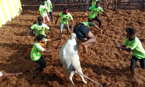 திண்டுக்கல் அருகே மறவபட்டி ஜல்லிக்கட்டில் வீரர்களை பந்தாடிய காளைகள்