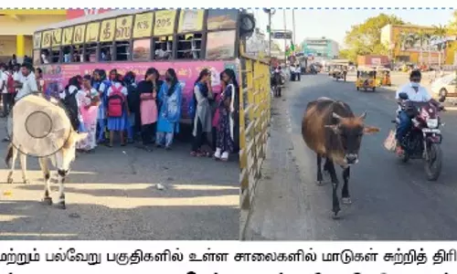 கடலூரில் சாலையில் சுற்றி திரியும் மாடுகள் : பொதுமக்களை முட்டி அச்சுறுத்தி வருவதால் பீதி
