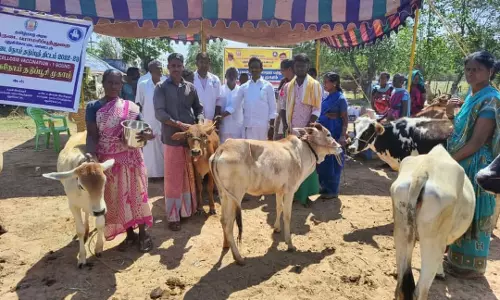 கால்நடை மருத்துவ முகாம்