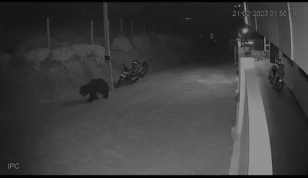 கோத்தகிரி அருகே குடியிருப்பு பகுதியில் சுற்றிய கரடி