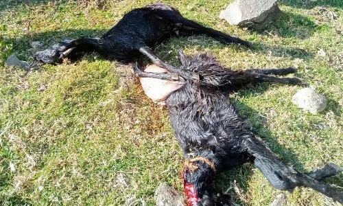 கொடைக்கானலில் காட்டெருமை தாக்கி ஆடுகள் பலி