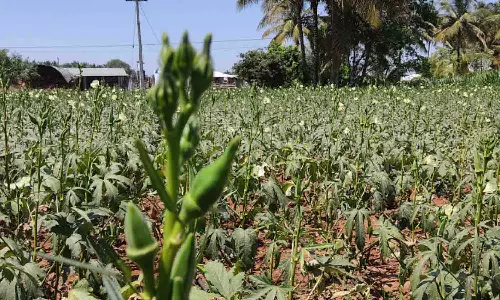 வெண்டைக்காய் சாகுபடியில்  உடுமலை விவசாயிகள் ஆர்வம்