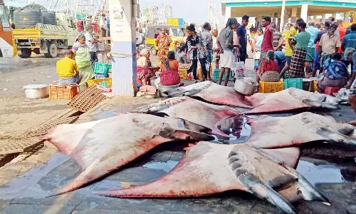 குளச்சல் துறைமுகத்தில் கொம்பன் திருக்கை மீன்கள் விற்பனை அமோகம்