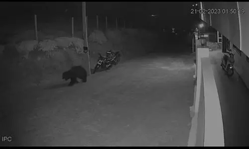 கோத்தகிரி அருகே குடியிருப்பு பகுதியில் சுற்றிய கரடி