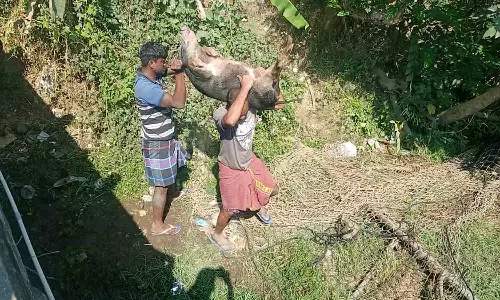 பன்றிகள் பிடிக்கப்பட்டதற்கு எதிர்ப்பு ெதரிவித்து வாக்குவாதம்
