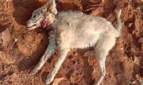 ஆடுகளை வேட்டையாட வந்த சிறுத்தை நாயை கடித்து கொன்றது