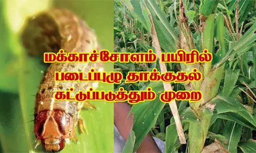 மக்காச்சோளம் பயிரில் படைப்புழுவை கட்டுப்படுத்தும் முறை