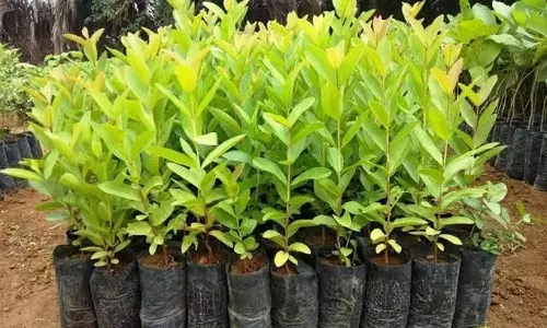 பள்ளி மாணவர்களுக்கு மரக்கன்றுகள் வழங்கல்