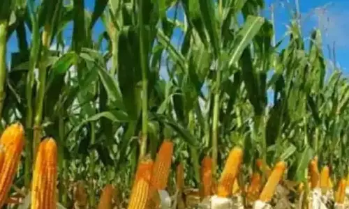 மக்காச்சோளத்துக்கு  கூடுதல் விலை - விவசாயிகள் எதிர்பார்ப்பு