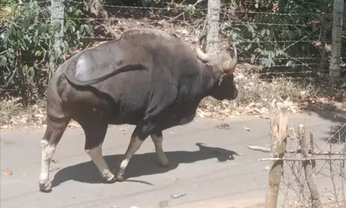 ஏற்காடு வனப்பகுதியில் இருந்து ஊருக்குள் வரும் காட்டெருமைகள்- வாகன ஓட்டிகள் பீதி