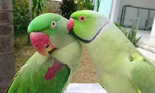 பூதப்பாண்டி அருகே வீட்டில் பச்சை கிளி வளர்த்தவருக்கு ரூ.20 ஆயிரம் அபராதம்