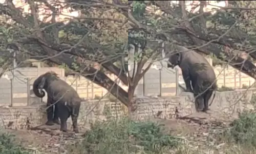 50 கிராமங்களை கடந்து கோவை நகருக்குள் புகுந்த மக்னா யானை