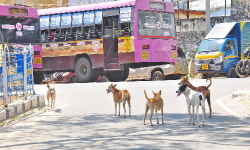 கோட்டார் பகுதியில் நாய்கள் தொல்லையால் பொதுமக்கள் அவதி - விபத்துகளில் சிக்கி தவிக்கும் வாகன ஓட்டிகள்