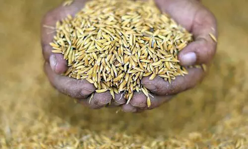 நெல்லின் ஈரப்பதம் அளவை 20 சதவீதமாக உயர்த்தி மத்திய அரசு அனுமதி- விவசாயிகள் மத்தியில் பெரும் வரவேற்பு