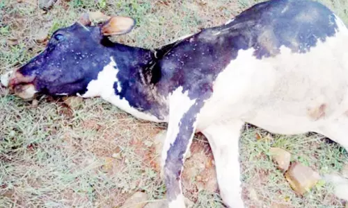 செந்நாய் தாக்கி கன்றுகுட்டி பலி