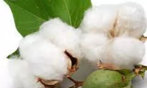 பருத்தி ரூ.40 லட்சத்திற்கு ஏலம்