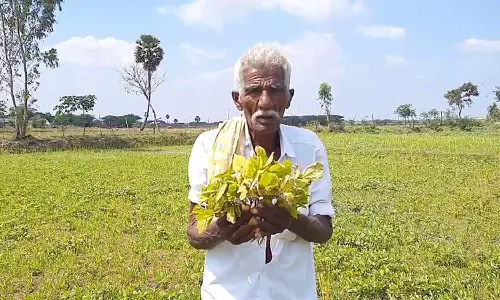 நாகையில் கனமழையால் 50 ஏக்கர் உளுந்து பயிர்கள் சேதம்