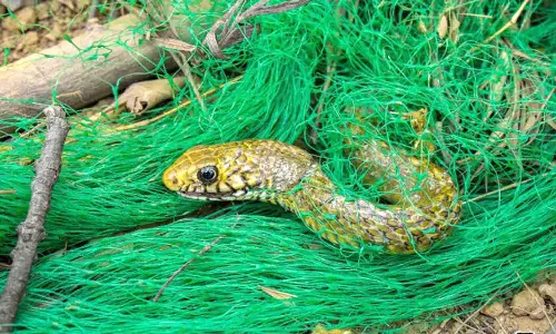 சீர்காழியில் வலையில் சிக்கிய பாம்பு மீட்பு