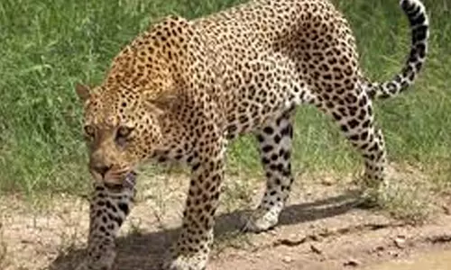 சிறுத்தை புலி நடமாட்டம் இல்லாததால் வனத்துறையினர் முகாமை காலி செய்ய முடிவு