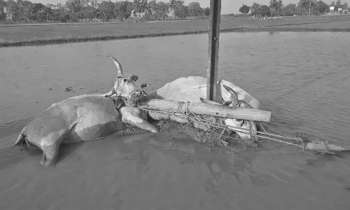 மின்சாரம் தாக்கியதில் சேடை உழுத 2 மாடுகள் பலி: படுகாயம் அடைந்த கூலித்தொழிலாளி ஆஸ்பத்திரியில் அனுமதி
